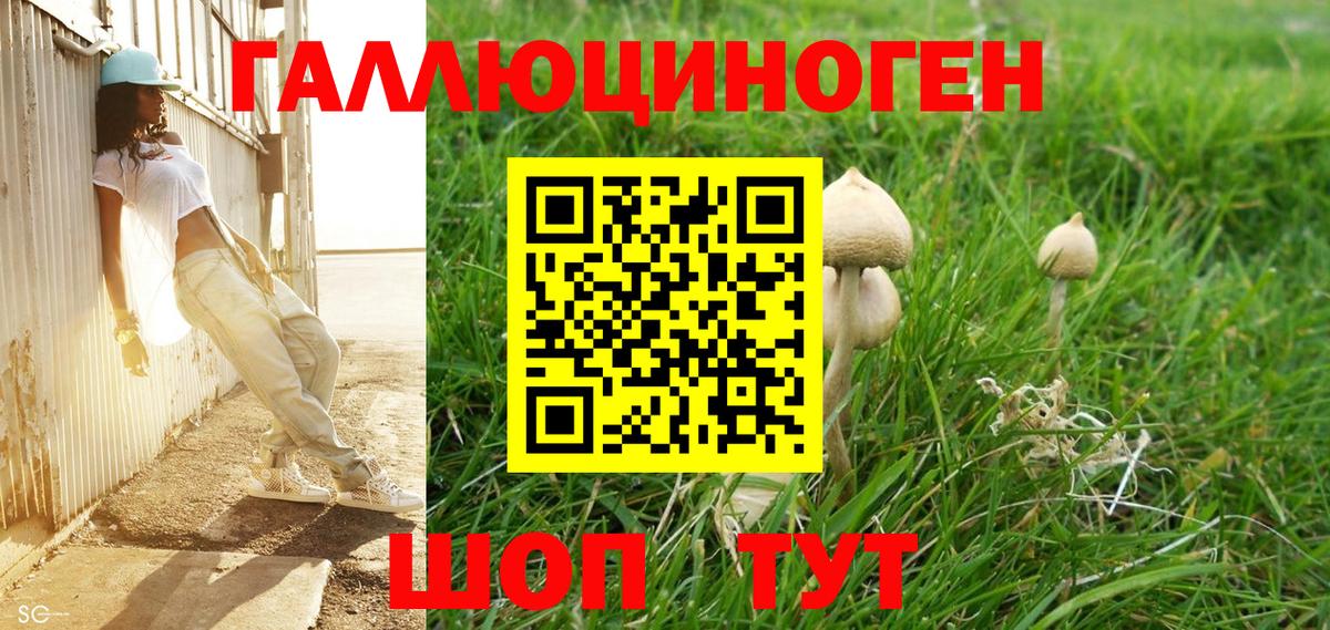 Псилоцибиновые грибы Psilocybe Домодедово